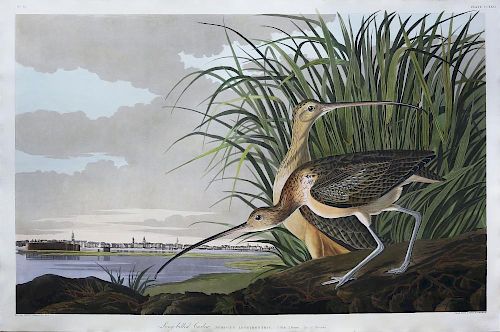 Audubon Aquatint Engraving, Long-Billed Curlew