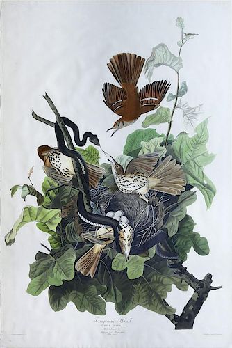 Audubon Aquatint Engraving, Ferruginous Thrush