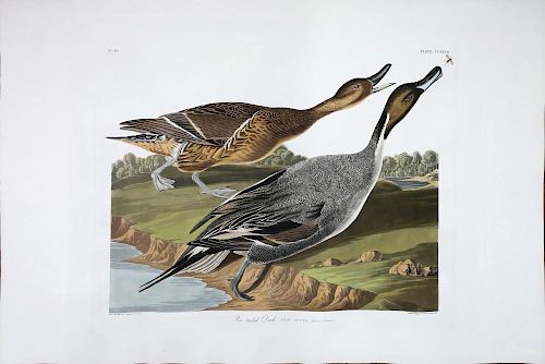 Audubon Aquatint Engraving, Pintail Duck