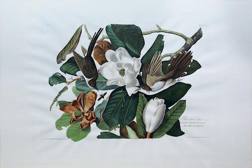 Audubon Aquatint Engraving, Black-Billed Cuckoo