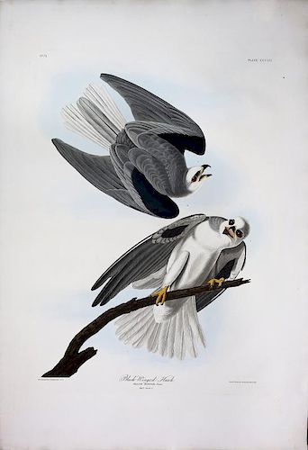 Audubon Aquatint Engraving, Black-Winged Hawk