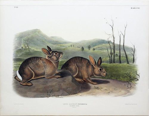 Audubon Lithograph, Bachman's Hare
