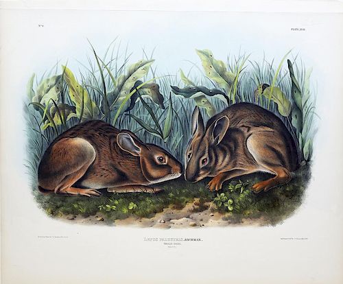 Audubon Lithograph, Marsh Hare