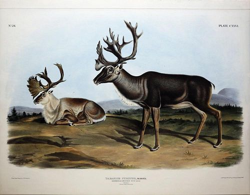 Audubon Lithograph, Caribou or American Rein-deer