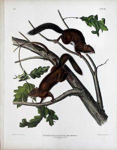 Audubon Lithograph, Soft-Haired Squirrel