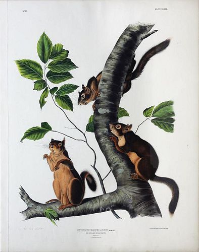 Audubon Lithograph, Douglass Squirrel