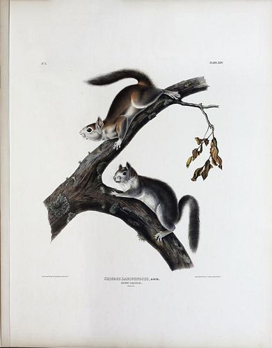 Audubon Lithograph, Downy Squirrel
