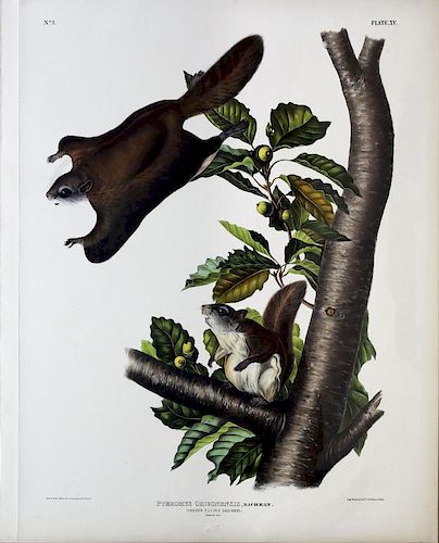 Audubon Lithograph, Oregon Flying Squirrel