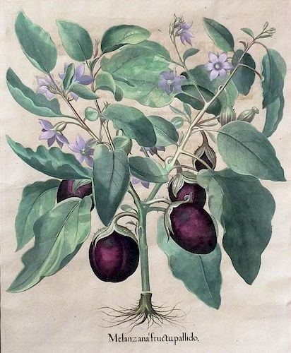 Hand-colored copperplate engraving by Basil Besler