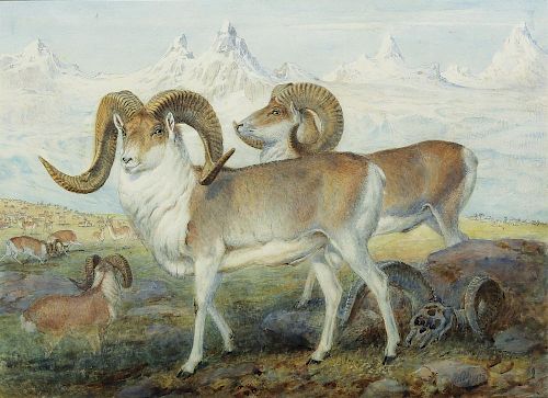Beautiful watercolor of Sheep by Joseph Wolf