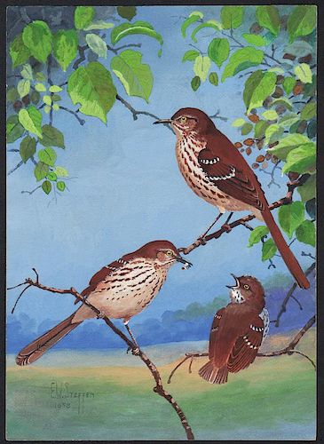 Steffen Watercolor of Brown Thrashers