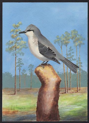Steffen Watercolor of Gray Kingbird