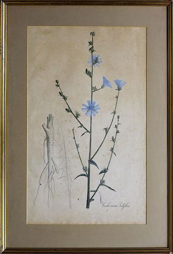 Collection of Four Botanical Lithographs by Nees Von Esenbeck
