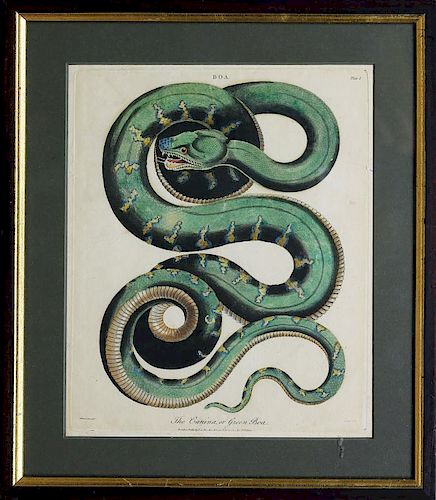 Albertus Seba Snake Engraving