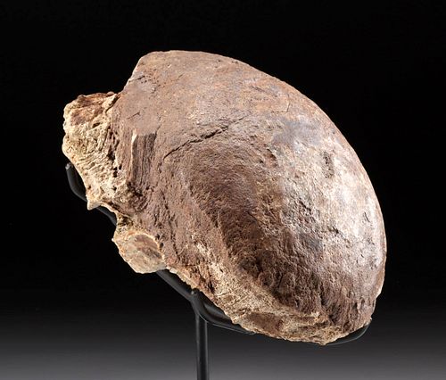 Important Fossilized Pachycephalosaurus Skull Dome