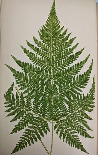 [NATURAL HISTORY] E. J. Lowe: Ferns: British and Exotic