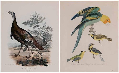 Two American Ornithological Prints