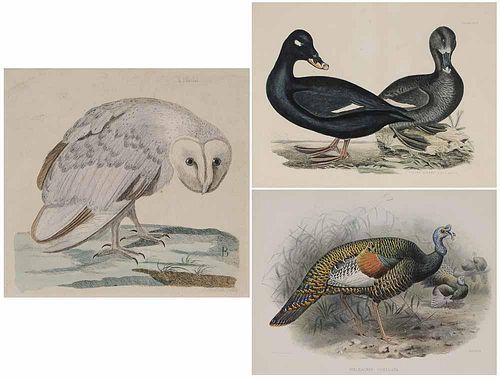Three Ornithological prints