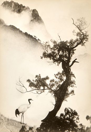 Chin San Long Photograph - Crane Under Tree
