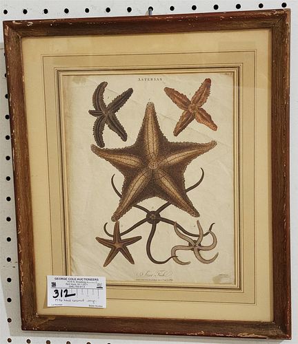 FRAMED 1796 HAND COLORED ENGR. OF STAR FISH 9 3/4" X 7 3/4"