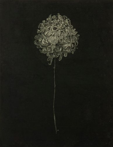 STEVEN BARBASH / Chrystanthemum III, Nightflower (1976)