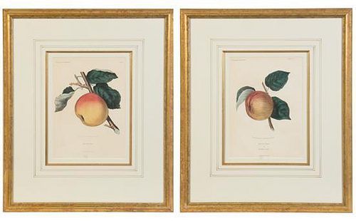 * A Pair of Botanical Prints 10 1/2 x 7 1/2 inches.