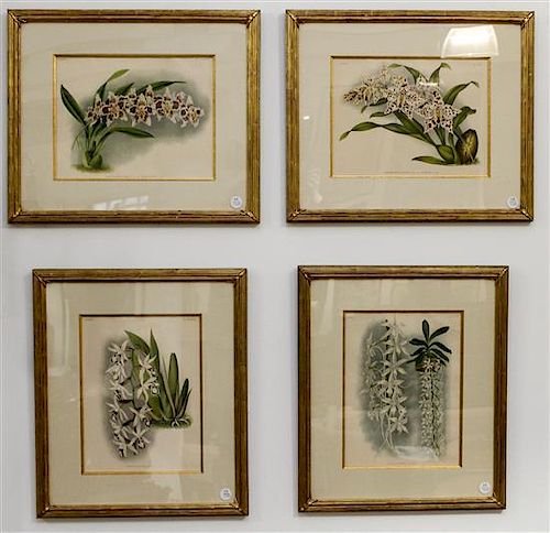A Group of Four Botanical Prints. Each: 20 x 18 inches.