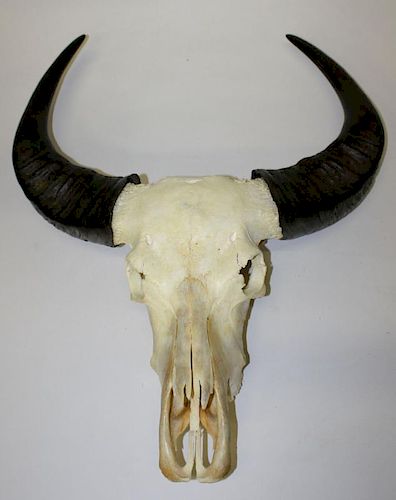 Asian Water Buffalo Skull Mount