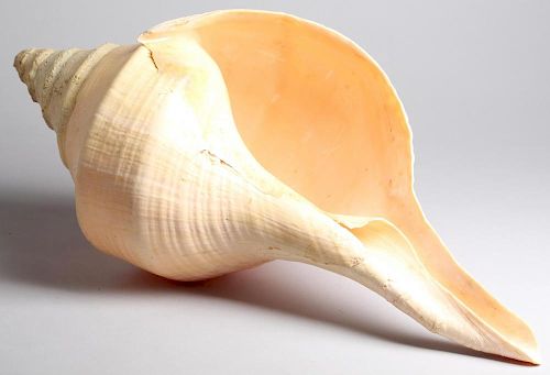 Giant Syrinx Aruanus Trumpet Seashell