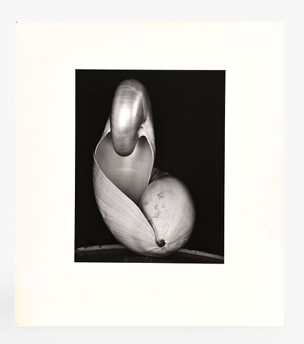 A Cole Weston print of Edward Weston's Shell 14S