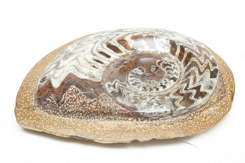 Ammonite Stone Fossil, W 11" L 13"