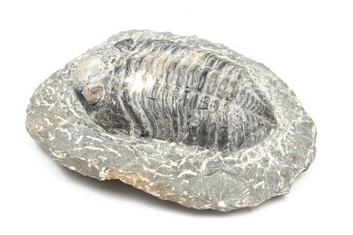 Trilobite Stone Fossil, W 4.5" L 6"