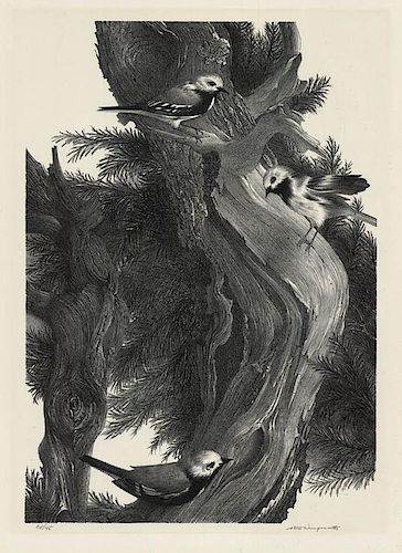 Original Wengenroth Lithograph - Warbler, 1961.