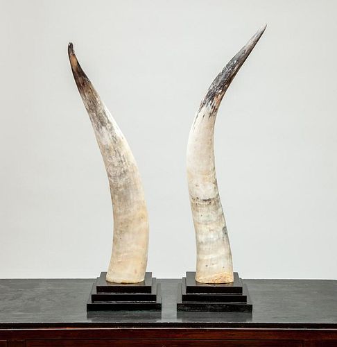 Pair of Steer Horns