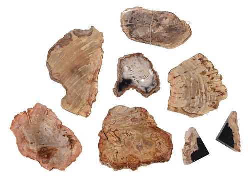 Group of Seven Petrified Wood Table Objects