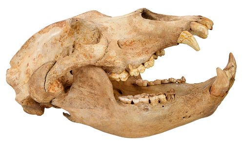 Pleistocene Cave Bear Skull 