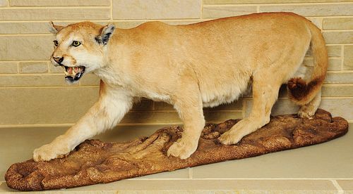 Life size cougar mount.