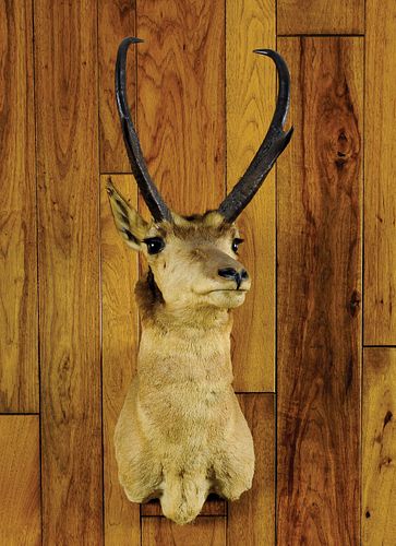 Large Wyoming antelope mount, ca. 1950's.