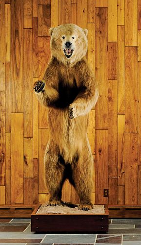 Full life sized Alaskan brown bear mount taken ono