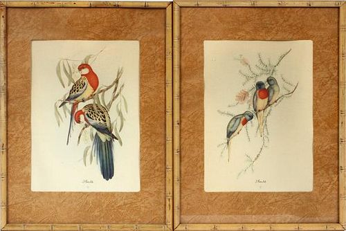 AFTER JOHN GOULD OFFSET LITHOGRAPHIC PRINTS