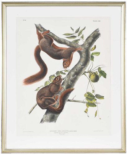 John James Audubon, Red Bellied Squirrel