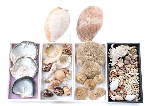 Shell and Coral Group