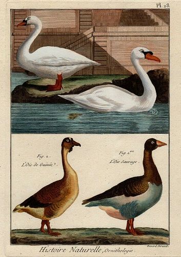 Colored engraving by Benard Direxit, Swans and Geese, ca 1790