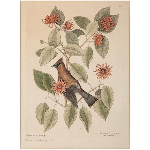 Catesby Avian Hand-Colored Engravings, The Crested Titmous, The Painted Finch, and The Chatterer