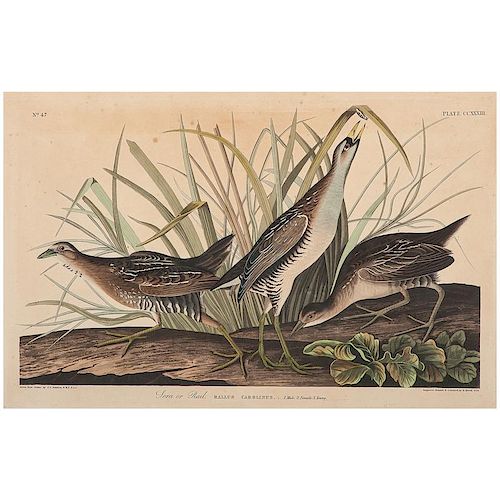Audubon Hand-Colored Engraving, Sora or Rail, Havell Edition