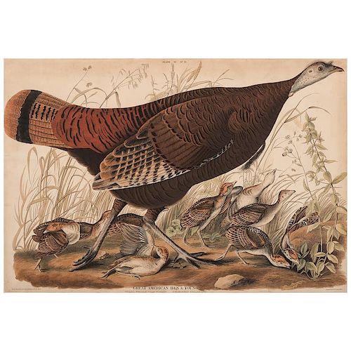 Audubon Double-Elephant Folio Hand-Colored Engraving, Great American Hen & Young, Engraved by W.H. Lizars