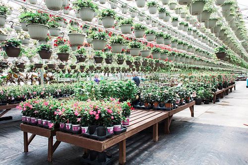 $100 Gift Card to Colour Paradise Greenhouses
