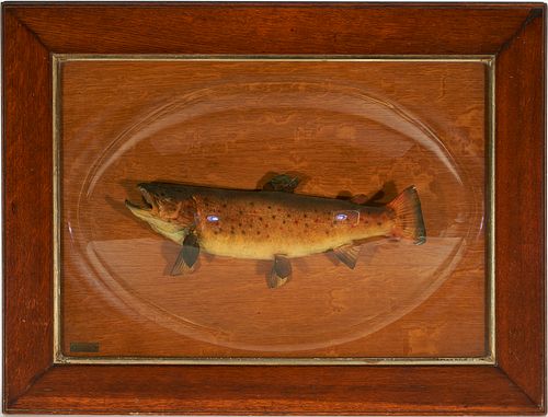 Taxidermy Fish by Charles H. Heldon, Williamsport, PA C. 1913