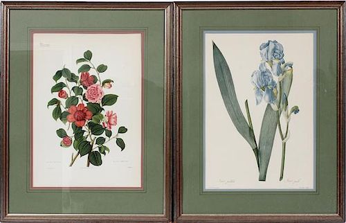 WEDDELL HAND COLORED BOTANICAL PRINTS PAIR