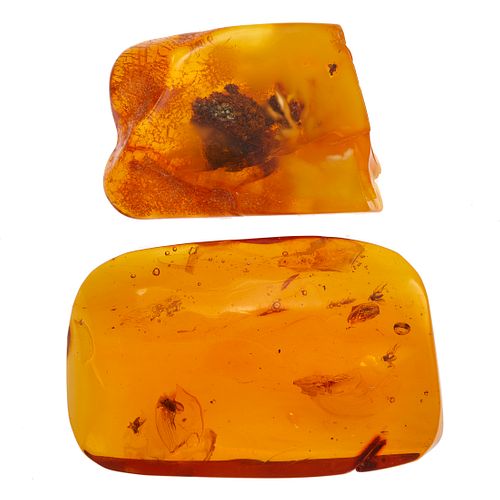 Two Baltic Amber Specimens with Insects